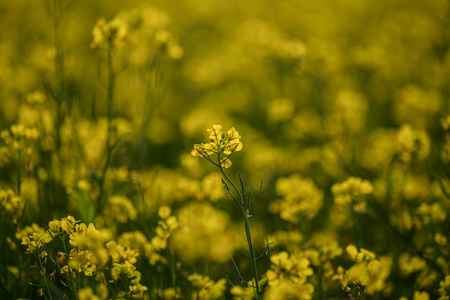 Mustard field 2530