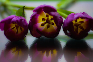 3 tulips reflecting | by A Costigan