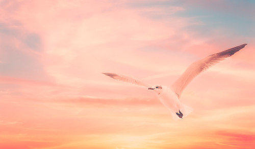 alabama bayoulabatre gulfcoast bird clouds flying pink seagull sky sunset usa fav10 fav20