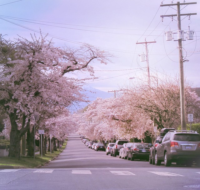 Sakura series