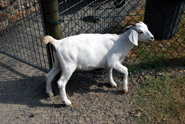 Aus273 - Goat Finds a Backscratcher, Oakvale
