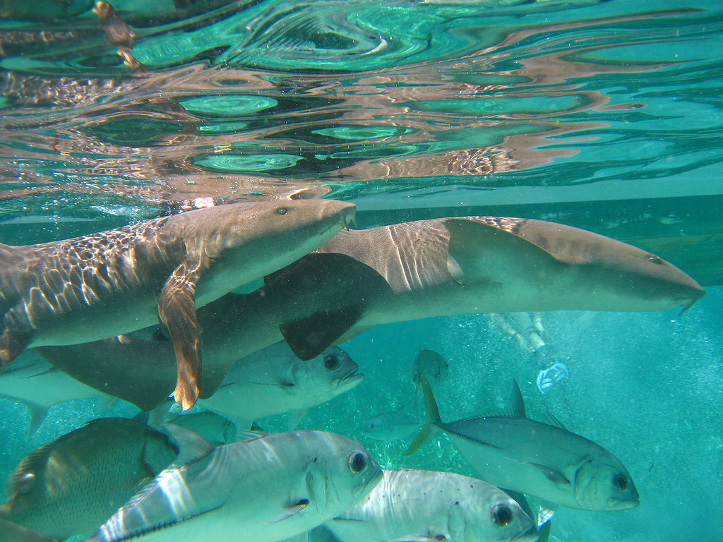 Nurse Sharks and Jacks by Darrin Jonz