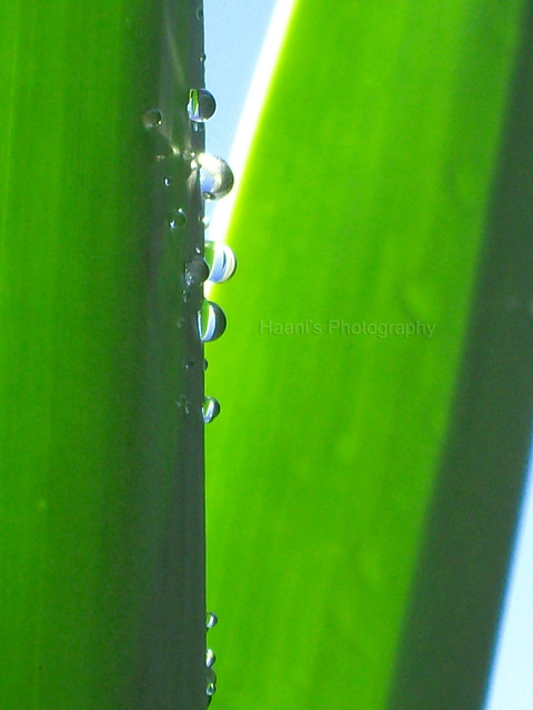Droplets on green (EXPLORED)