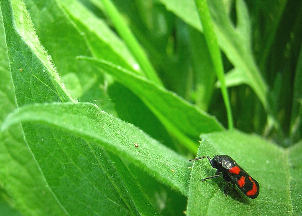 Chizzy Winks Insect Happy go lucky | Have an inspired week | zenera | Flickr