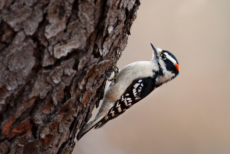 Dryobates pubescens | Downy Woodpecker | dunspett