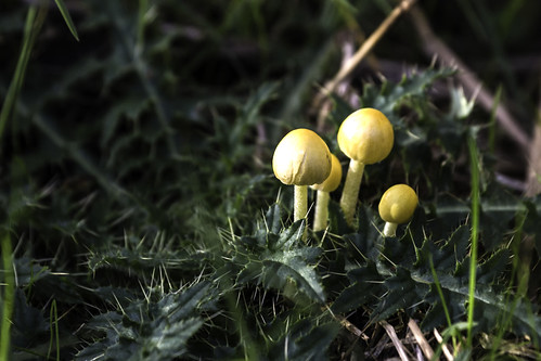 A Bright Little Cluster Of Fungi | by In Memoriam: me'nthedogs