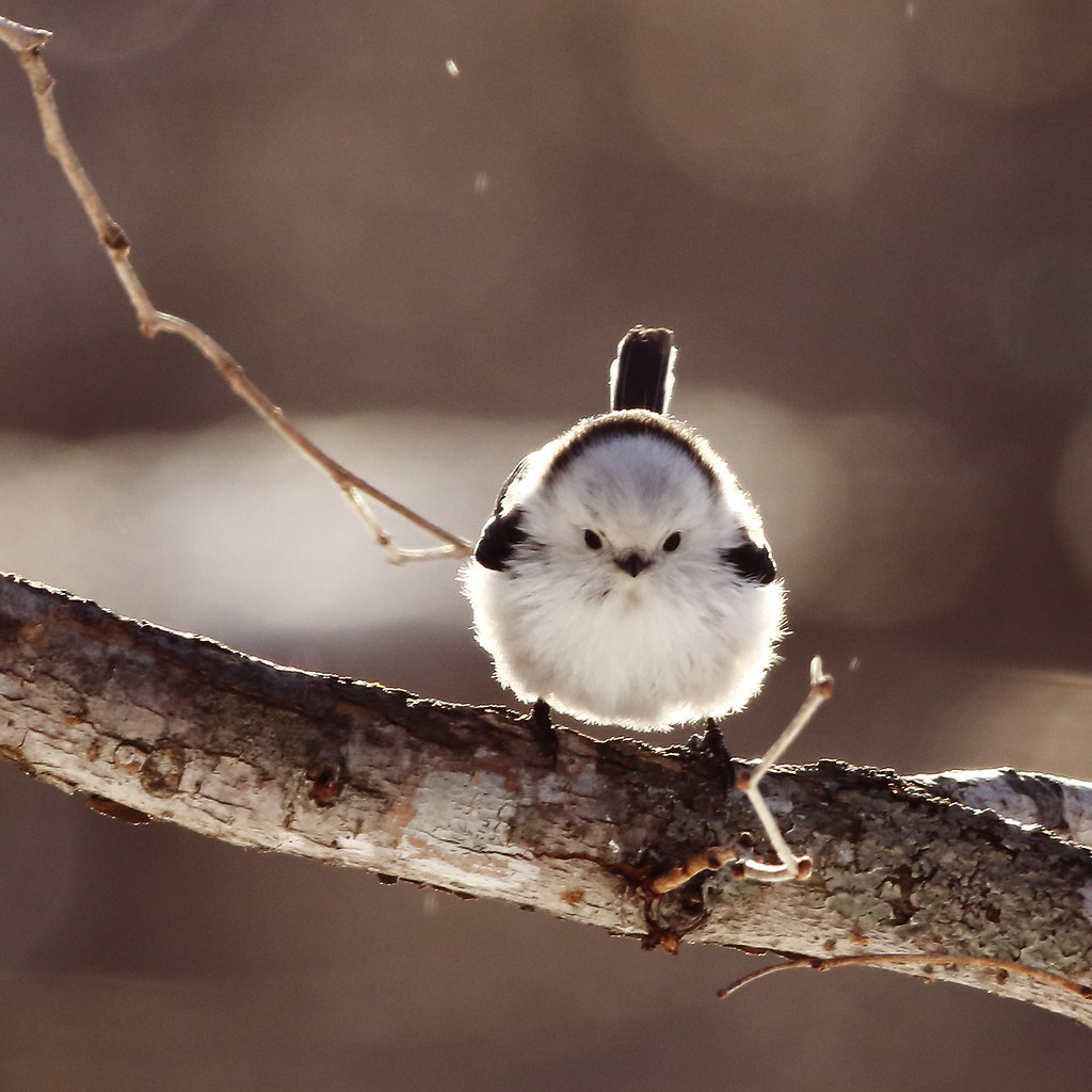 F776 Shima enaga, Long-tailed tit, 7DMk2, 500mm f4.5, Masu…