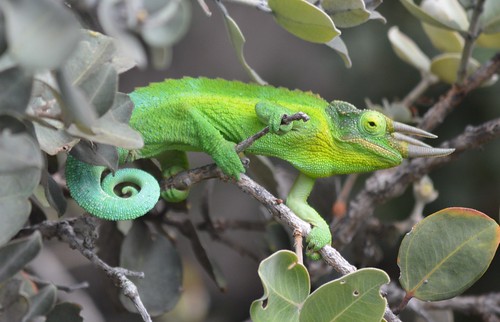 hawaii january chameleon jacksons feral 2016 introduced oceanviewestates jacksonii threehorned trioceros