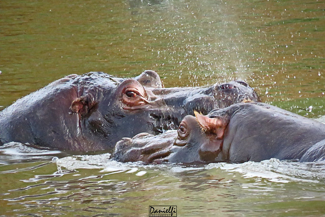 Hipopótamos - Hippos