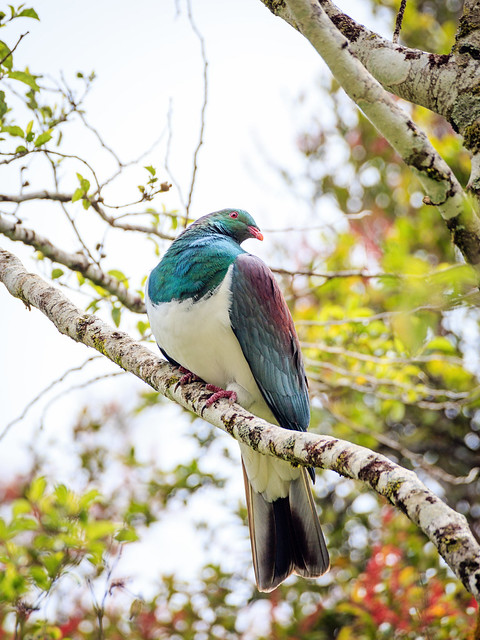 New Zealand pigeon in the wild, South Island, New Zealand