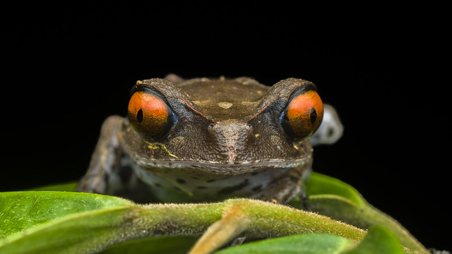 Leptobrachium hendricksoni (Spotted Litter Frog)