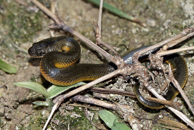 Plumbeous Water Snake (Enhydris plumbea)