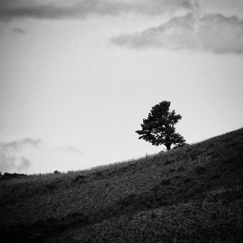 Lonely. #bw #blackandwhite #hogsback #easterncape #southafrica #landscape #tree #canon #canonsx50hs by DOS2006, square squareformat inkwell iphoneography instagramapp uploaded:by=instagram