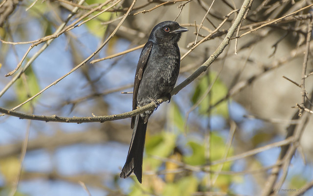Fork-tailed Drongo Bird