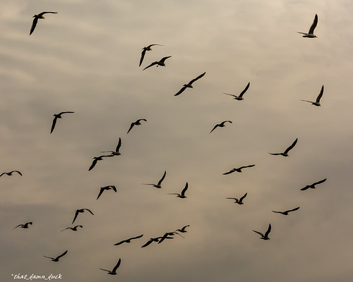 sunset seagulls nature birds silhouette unitedstates sundown dusk flock southcarolina lakemurraysc