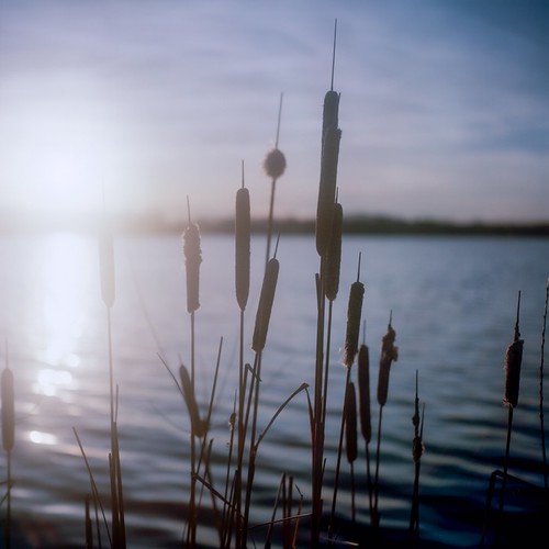 Cattails at Baker's Lake [5 of 5] by jwbeatty, Yashica Mat - 124G
Yashinon 80mm f3.5
F11 1/15
Kodak Ektar 100winter sunset lake 120 6x6 tlr film na