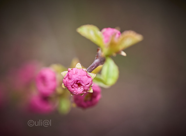 Mandelblüte / Almond Blossom