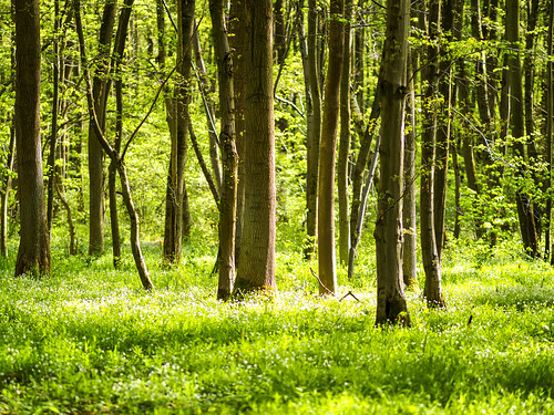 forest de deutschland spring hessen wiese grün wald baum frühling hanau 2014 lichtung lamboy blichb olympusomdem1