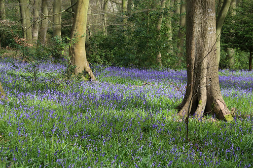 Bluebells in Lambridge Wood 