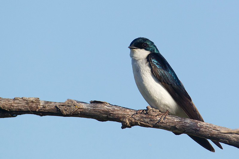 Tachycineta bicolor | Tree Swallow | trädsvala