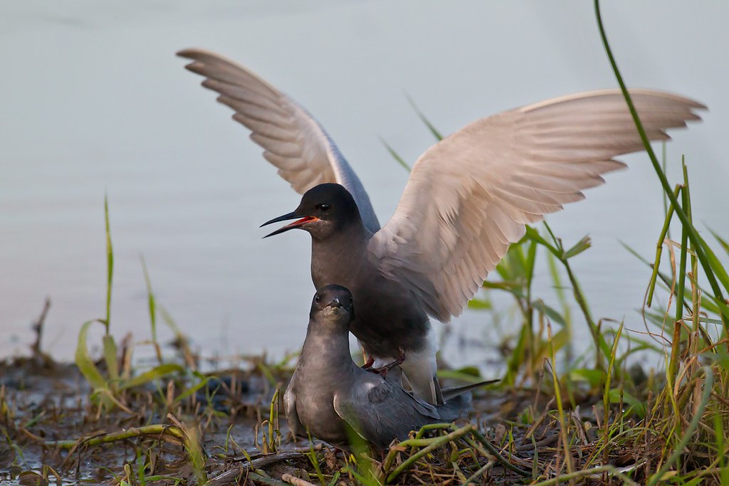 Chlidonias niger | Black Tern | svarttärna