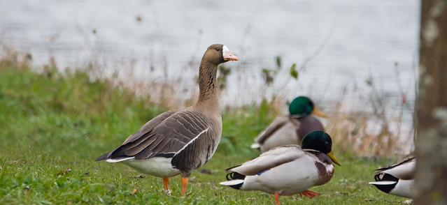 Greater White-Fronted Goose among Mallards