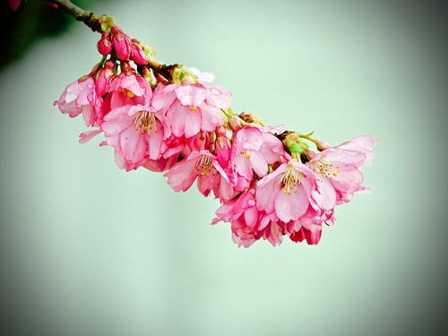041: Just cherry blossons...in February