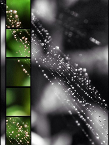 Web of pearls ! | by ianhargreaves133