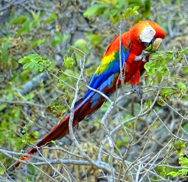 Guacamaya Bandera [Scarlet Macaw] (Ara macao)