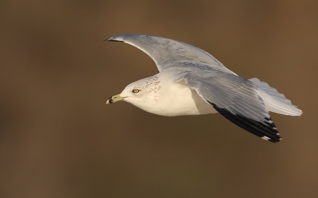 Larus delawarensis | Ring-billed Gull | ringnäbbad mås