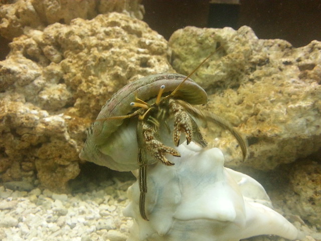 A hermit crab in my aquarium.