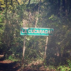 Took a wrong turn on my way from Puerto Vallarta to Guadalajara...discovered cockroach town. It's like my first apt in NYC.