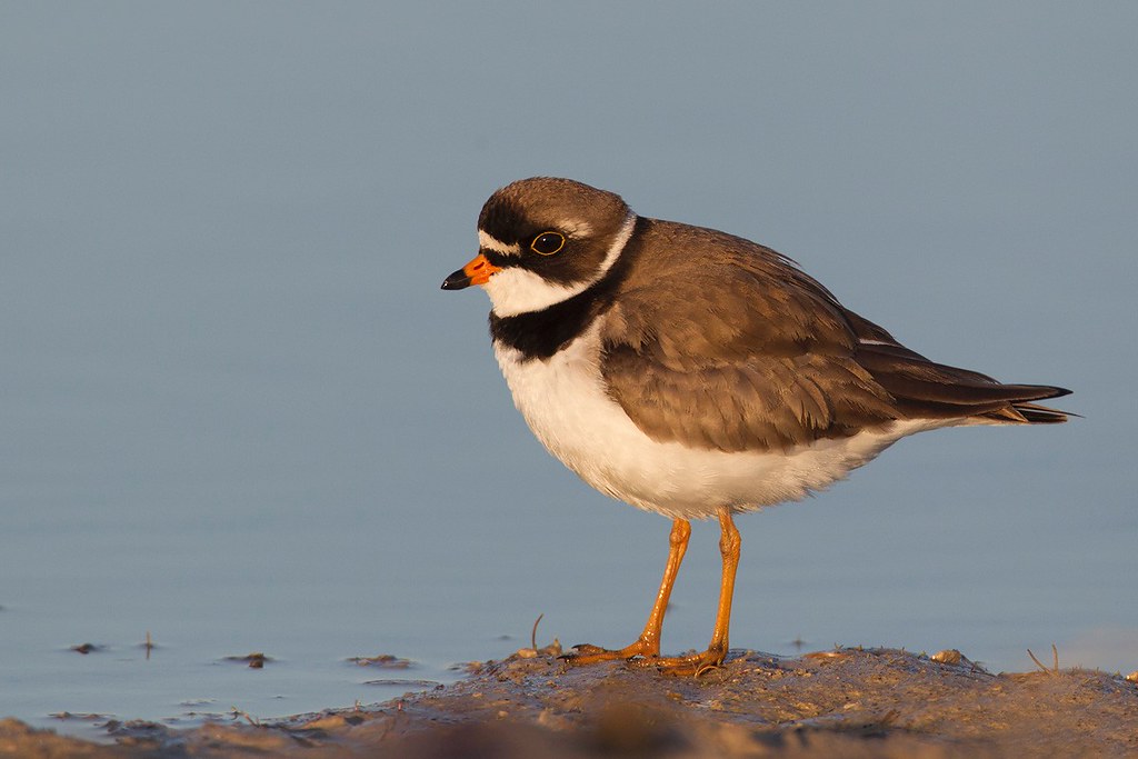 Charadrius semipalmatus | Semipalmated Plover | flikstrandpipare