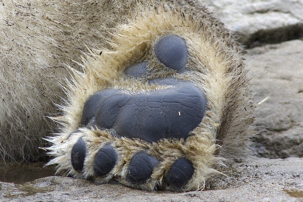 bear paw papillae | "Black footpads on the bottom of e… | Flickr