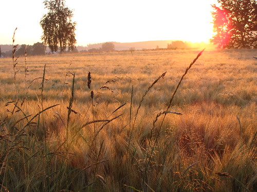 getreide getreidefeld wheatfield wheat sunrise sonnenaufgang dew tau morgenlicht morningsun obepfalz unterbibrach upper palatinate