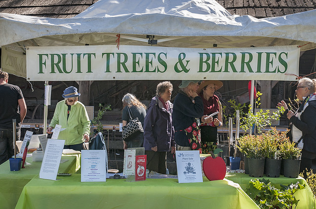 Advice at the Fruit Trees and Berries Table