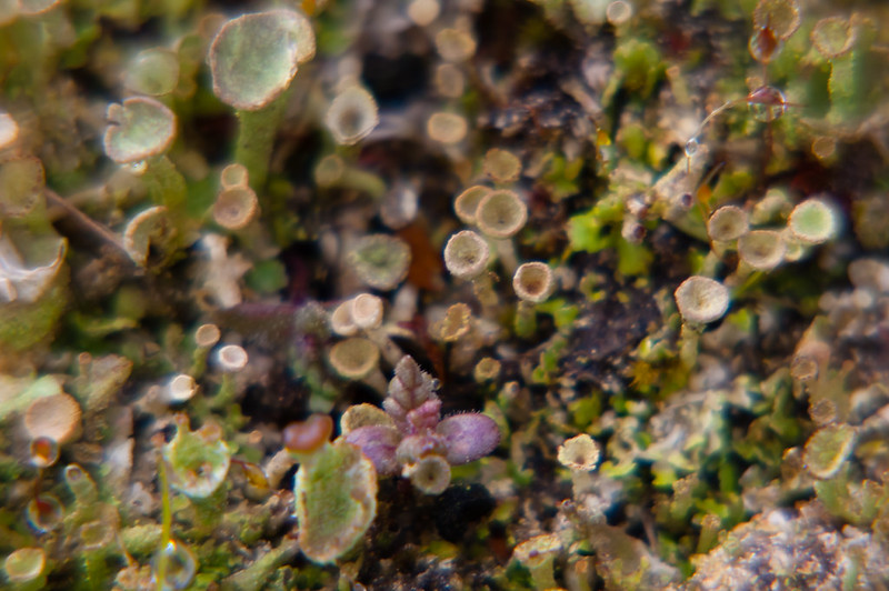 Towering lichen