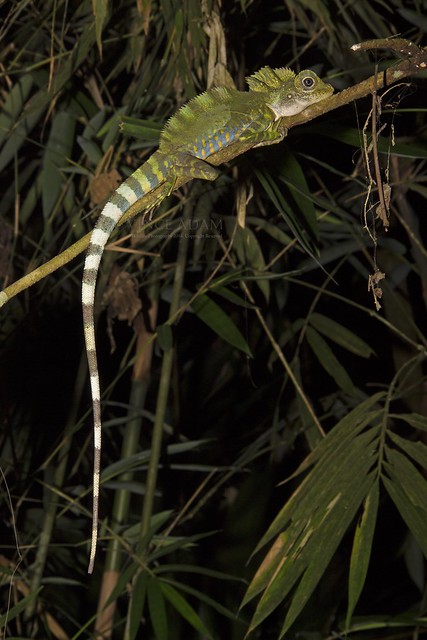 IMG_3708-0(W) Adult Male Great Anglehead Lizard (Gonocephalus grandis)