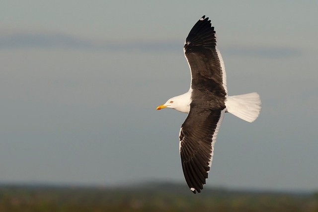 Larus fuscus | Lesser Black-backed Gull | silltrut