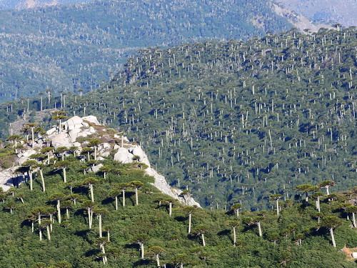 chile bosque andes araucaria sierranevada araucariaaraucana araucariaceae chilecentral regióndelaaraucanía