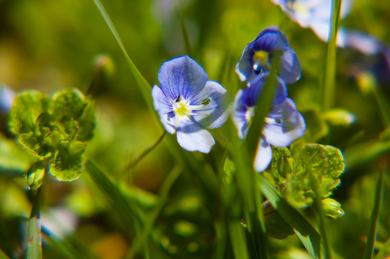 Tiny speedwell flowers, Wetland Pool area
