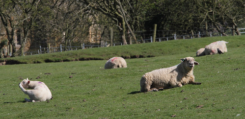 uk england canon sheep lincolnshire lambs wolds thoresway