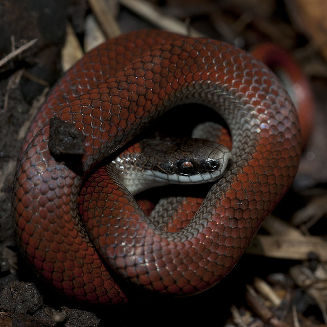Profile of Northern Sharp-tailed Snake (Contia tenuis), La Honda, California