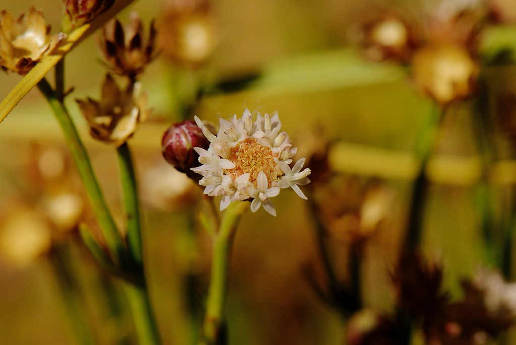 Flor del Desierto. Junco (Baccharis junceae). Chiu Chiu. A… | Flickr