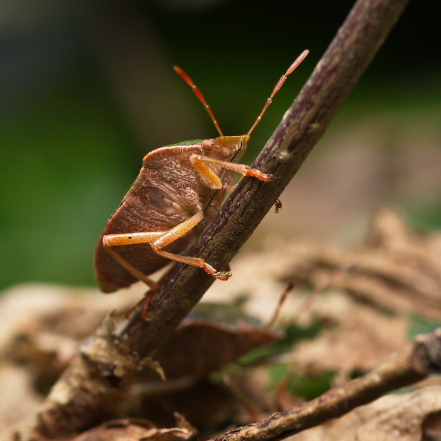 Green shield bug / Palomena prasina