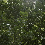 Quercus sinuata 