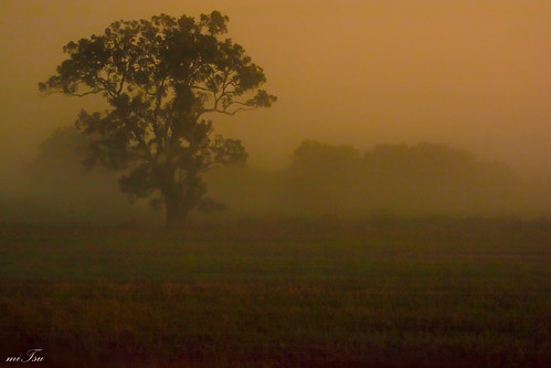 morning fog sunrise woodland landscape dawn nikon trinidad nikkor 70300mm d5200