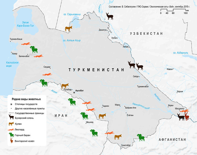 Редкие виды животных Туркменистана / Flagship species of Turkmenistan