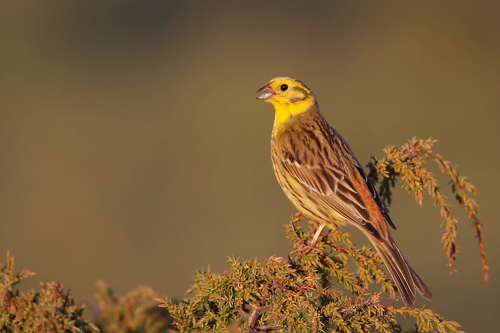 Emberiza citrinella | Yellowhammer | gulsparv