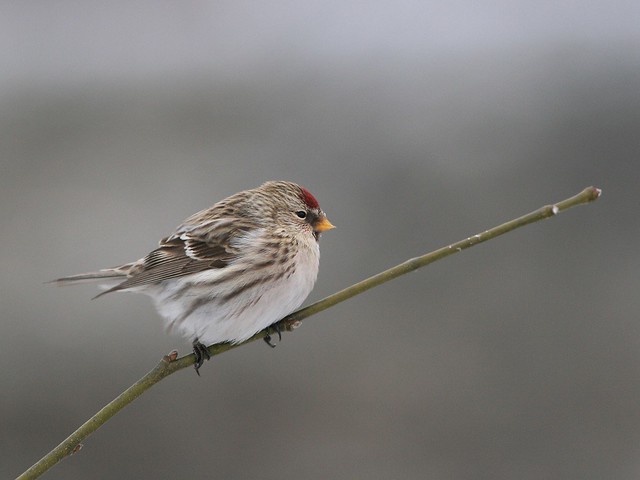 Acanthis flammea | Redpoll | gråsiska